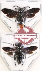 Scientific lot no. 242 Hymenoptera (2 pcs)