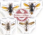 Scientific lot no. 224A Hymenoptera (4 pcs)