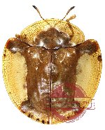 Aspidimorpha bataviana