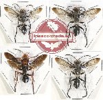 Scientific lot no. 227A Hymenoptera (Sphecidae spp.) (4 pcs)