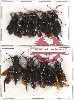 Scientific lot no. 234A Hymenoptera (9 pcs)