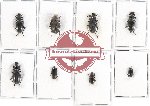 Scientific lot no. 235 Tenebrionidae (8 pcs A2)