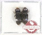 Colydidae Scientific lot no. 17 (2 pcs)