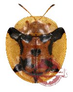 Aspidimorpha deusta