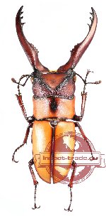 Prosopocoilus mohnikei (A2)