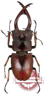 Prosopocoilus astacoides pallidipennis