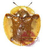 Aspidimorpha miliaris