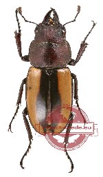 Prosopocoilus fruhstorferi ssp. sumbaensis Mizunuma, 1998