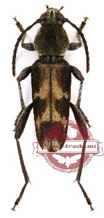 Xylotrechus variicollis