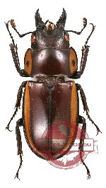 Prosopocoilus bison ssp.