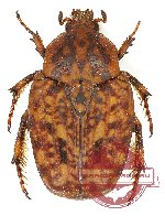 Eriulis variolosa