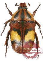 Dyspilophora trivittata trivittata