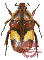 Chondrorrhina (s.str.) trivittata