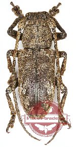 Lamiinae sp. 1FF (A-)