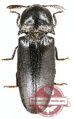 Elateridae sp. 32