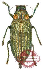 Chrysodema (Pseudochrysodema) sp. 29 (10 pcs)