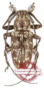 Lamiinae sp. 43