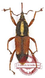 Curculionidae sp. 101 (A2)