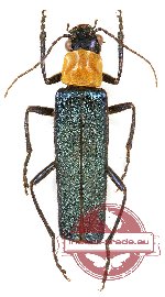 Cantharidae sp. 14 (A2)
