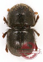 Scolytidae sp. 2 (10 pcs)