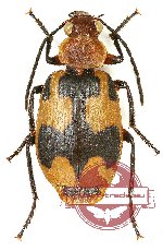 Lebiinae sp. 1A