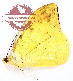 Hebomoia glaucippe akikoae (A-)