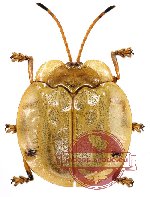 Basiprionota chinensis