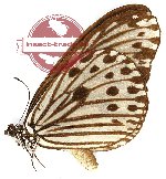 Ideopsis gaura ssp. nigrocostalis