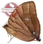 Amathuxidia plateni suprema (A2)