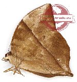 Zeuxidia luxerii (A-)