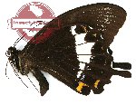 Papilio albinus albinus