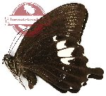 Papilio albinus yapenensis (A2)