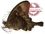 Papilio lorquinianus albertisi