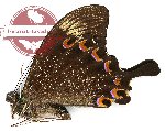 Papilio paris tenggarensis (A2)