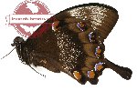 Papilio ulysses telegonus (A2)