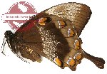 Papilio ulysses telegonus (A-)