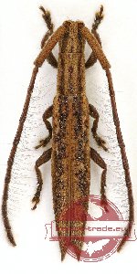 Tetraglenes hirticornis