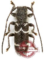 Sphigmothorax tricinctus