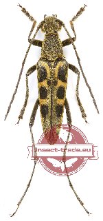 Leptura sp. 5 (A2)