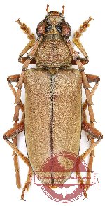 Neoplocaederus obesus Gahan, 1889