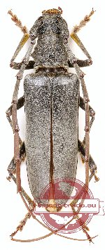 Neoplocaederus spinicornis