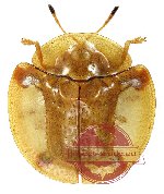 Cassidinae sp. 3
