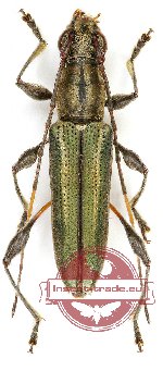 Polyphida modesta