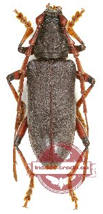 Neoplocaederus ruficornis