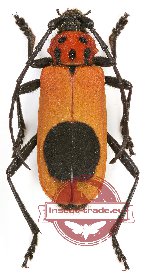 Purpuricenus globiger