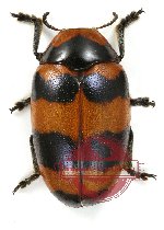 Clythra duodecimmaculata (F., 1775)