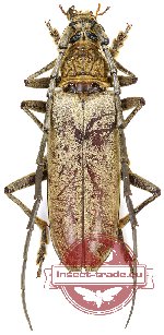 Trachylophus sinensis