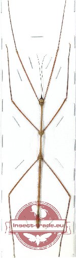 Phasmidae sp. 78