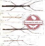 Scientific lot no. 6 Phasmidae (4 pcs A, A-, A2)