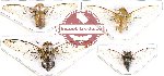 Scientific lot no. 10 Cicadidae (4 pcs)